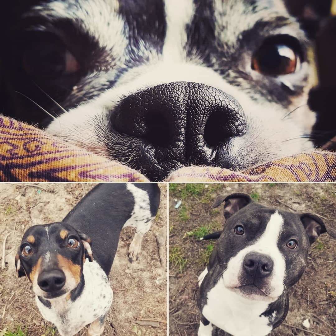 Dio, Max and Zeus